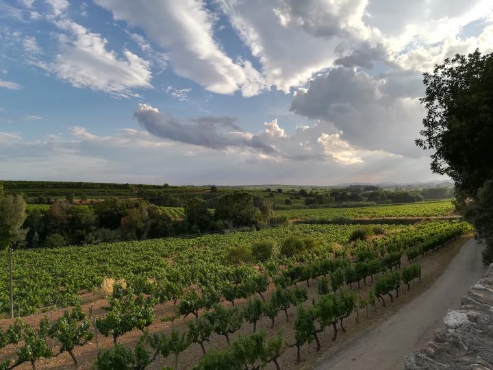 Passejada en època de verema per la Capital de la Vinya