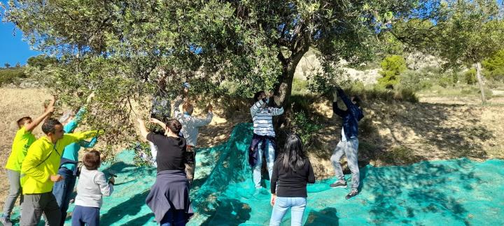 Taller de collir olives a Sant Pau