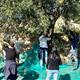 Taller+de+collir+olives+a+Sant+Pau