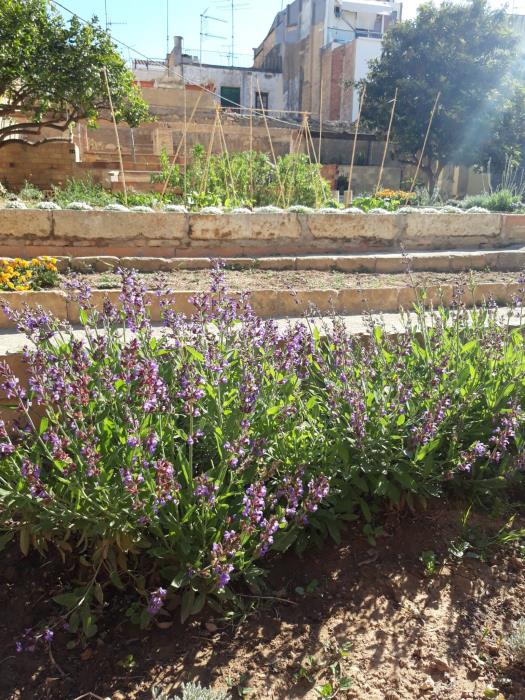 Taller per sembrar i fer esqueixos