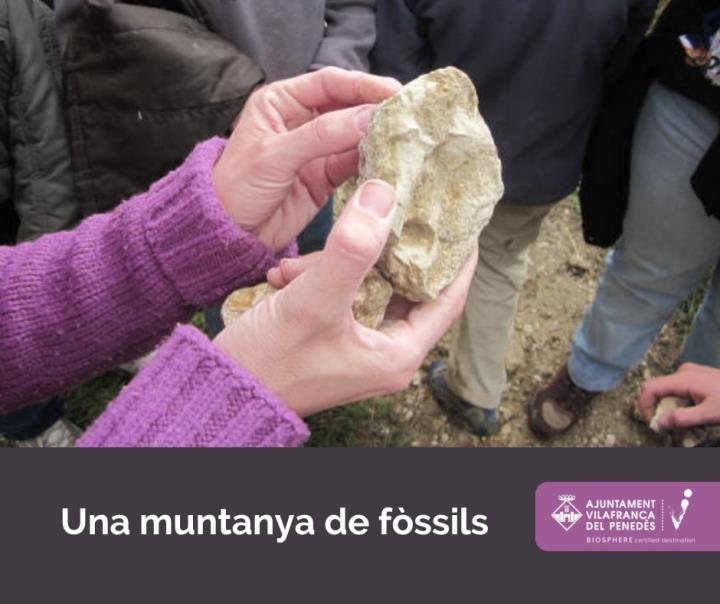 Una muntanya de fòssils