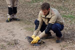 Alliberen un astor a Banyeres del Penedès per reivindicar la riera de la Bisbal, principal curs fluvial de la comarca