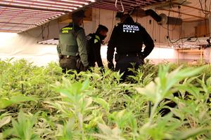 Almenys deu detinguts en un macrooperatiu contra el cultiu de marihuana al Baix Penedès i Tarragonès. Guàrdia Civil