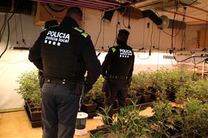 Almenys deu detinguts en un macrooperatiu contra el cultiu de marihuana al Baix Penedès i Tarragonès