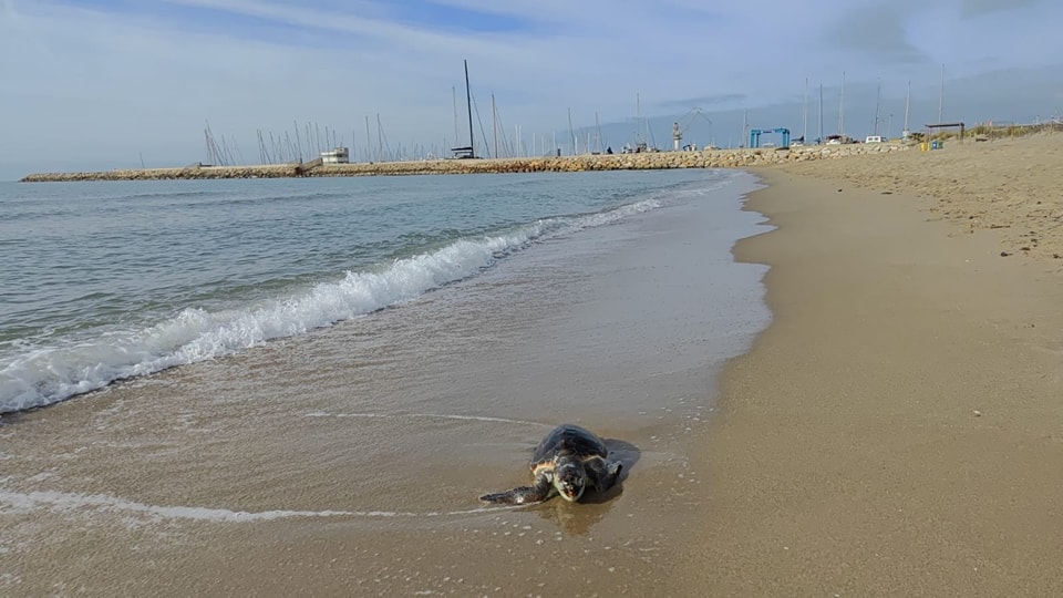 Apareix mort a Segur de Calafell un exemplar adult de tortuga babaua. Ajuntament de Calafell