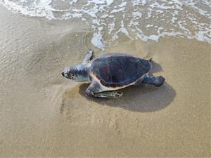 Apareix mort a Segur de Calafell un exemplar de tortuga babaua