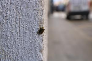 Apareixen nombrosos cúmuls d'insectes de la família de les xinxes al passeig marítim de Calafell