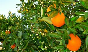 Arriba l’hivern i això és sinònim de cítrics: mandarines i taronges són les fruites de temporada per excel·lència. Ametller Origen