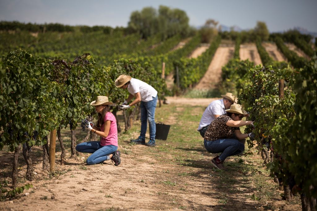 Collita a la Finca Mas La Plana de la Família Torres