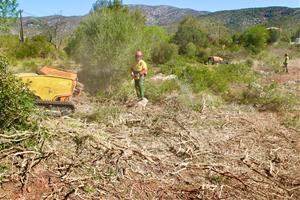 Comencen els treballs de desbrossament per rebaixar el risc de propagació en cas d'incendi al massís del Garraf