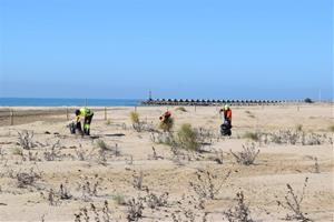 Comencen les tasques de recuperació de les dunes i la vegetació a la platja de la Mota de Sant Pere. Ajuntament de Cubelles