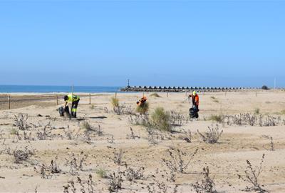 Comencen les tasques de recuperació de les dunes i la vegetació a la platja de la Mota de Sant Pere. Ajuntament de Cubelles