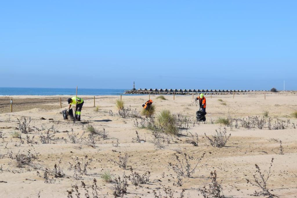 Comencen les tasques de recuperació de les dunes i la vegetació a la platja de la Mota de Sant Pere. Ajuntament de Cubelles