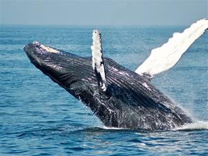 Crida internacional urgent des de Vilanova a l'acció per reduir la contaminació acústica als oceans. UPC