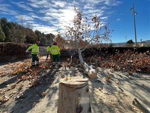 Denuncien la tala de 17 arbres al parc de Valldaura d'Igualada en un acte vandàlic. ACN