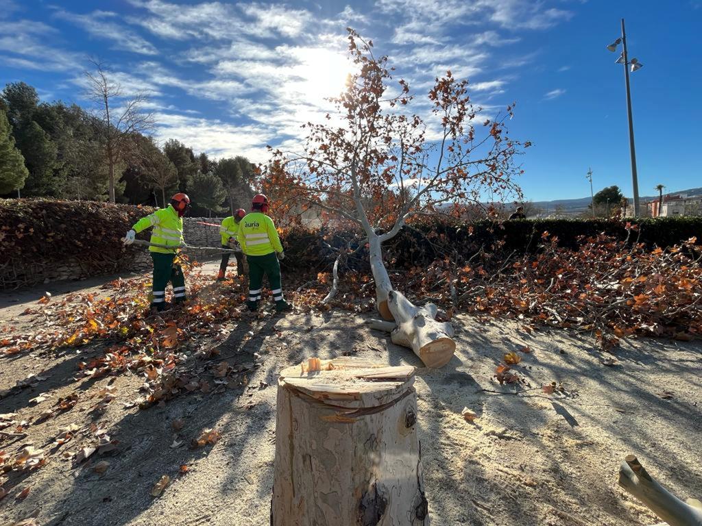 Denuncien la tala de 17 arbres al parc de Valldaura d'Igualada en un acte vandàlic. ACN