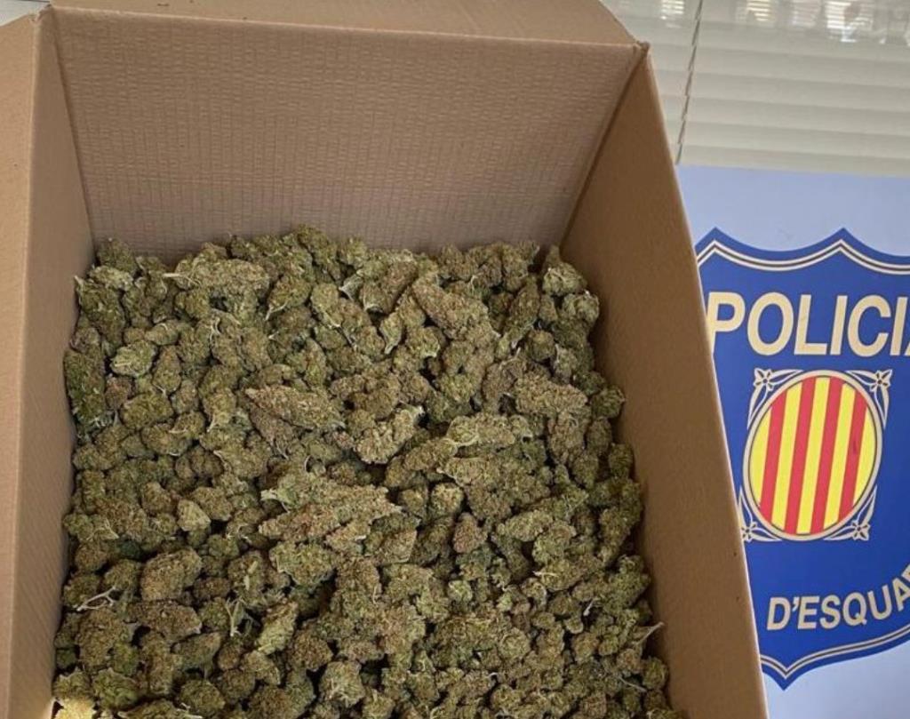 Desarticulen al Vendrell un grup criminal dedicat al cultiu interior de marihuana. Mossos d'Esquadra