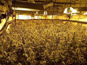 Desmantellada una plantació amb més de mil exemplars de marihuana a Gelida. Mossos d'Esquadra