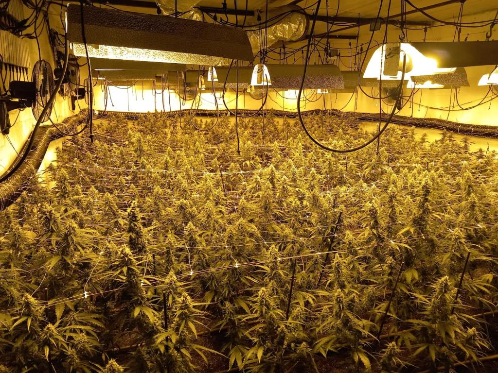 Desmantellada una plantació amb més de mil exemplars de marihuana a Gelida. Mossos d'Esquadra