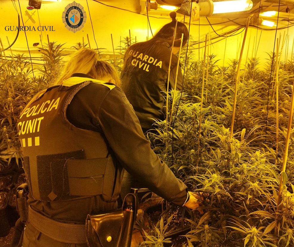 Desmantellada una plantació de marihuana en un habitatge de Cunit per segona una vegada en poc més d'un any. Guàrdia Civil