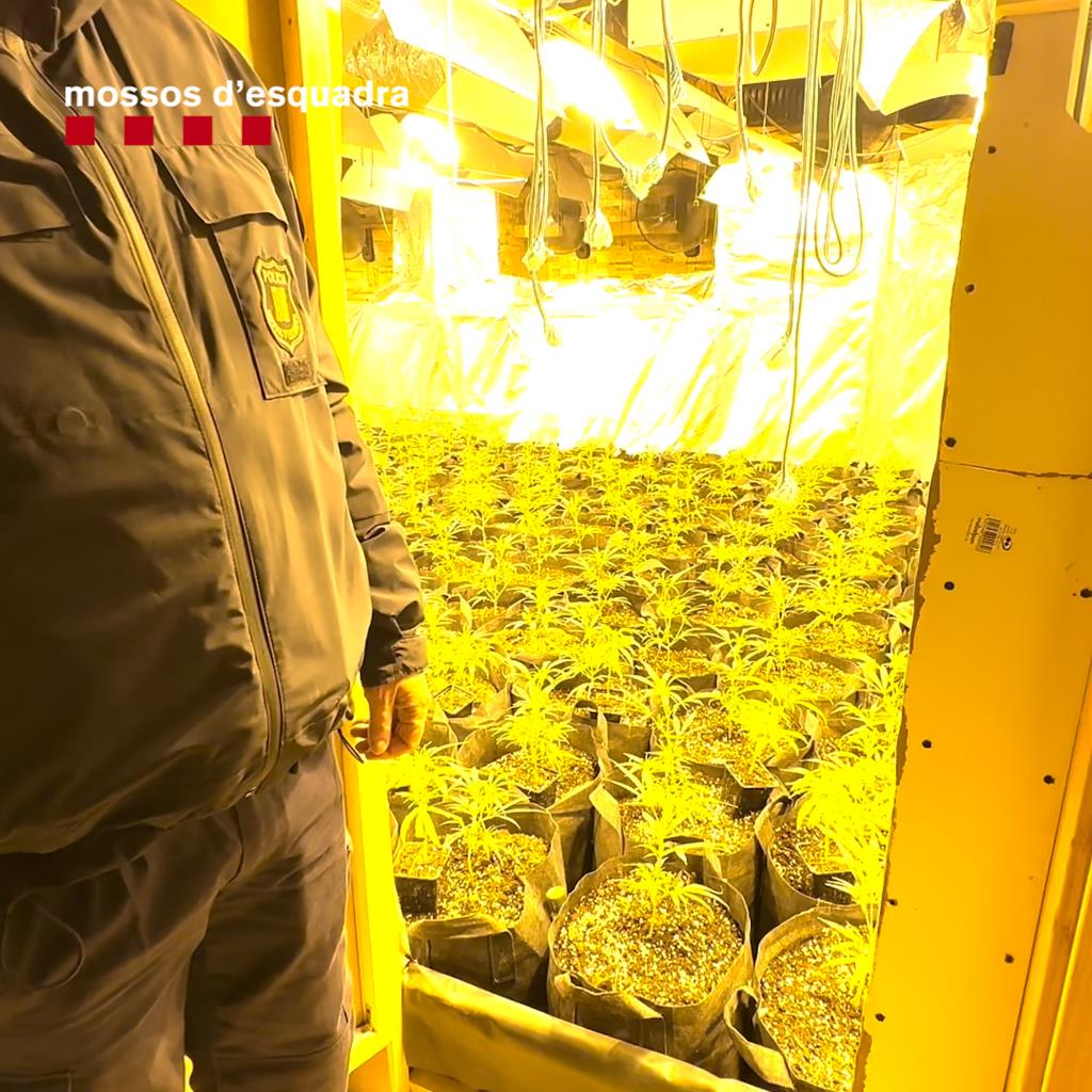 Dos detinguts al Baix Penedès relacionats amb el cultiu interior de més d'un miler de plantes de marihuana. Mossos d'Esquadra
