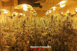 Dos detinguts per cultivar més de 3.000 plantes de marihuana en una nau d'Òdena. ACN