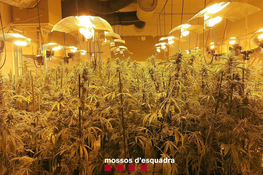 Dos detinguts per cultivar més de 3.000 plantes de marihuana en una nau d'Òdena. ACN