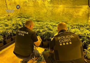 Dos detinguts per tràfic de drogues per cultivar 452 plantes de marihuana en un xalet de Cunit. ACN