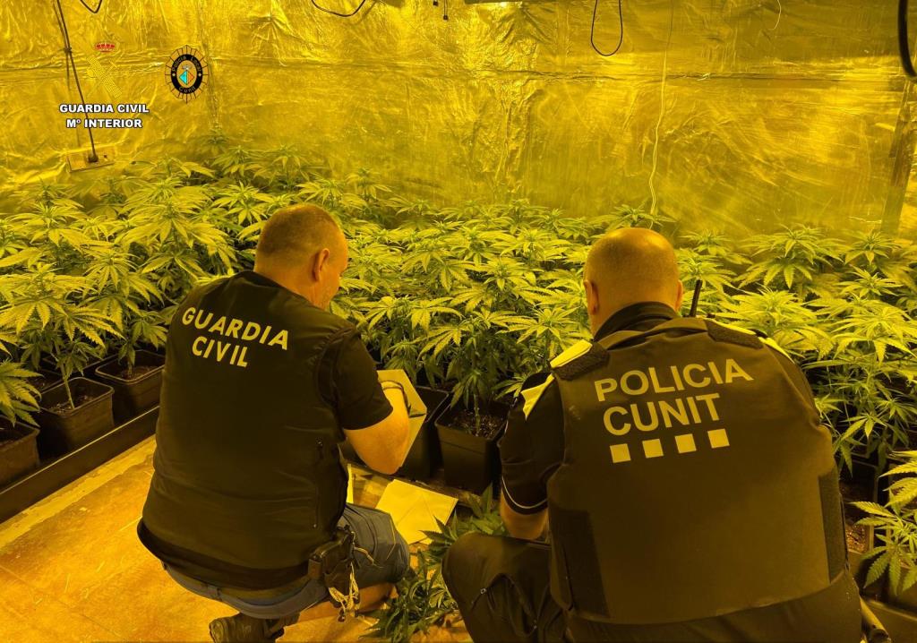 Dos detinguts per tràfic de drogues per cultivar 452 plantes de marihuana en un xalet de Cunit. ACN