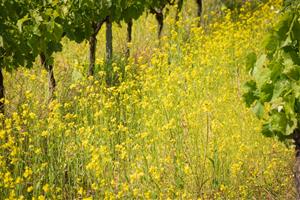 El 3r Simposi de Viticultura Regenerativa profunditza en la vida microbiana dels sòls per crear vinyes resilients. EIX