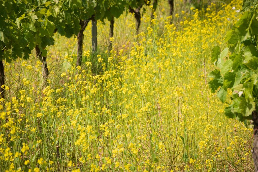 El 3r Simposi de Viticultura Regenerativa profunditza en la vida microbiana dels sòls per crear vinyes resilients. EIX