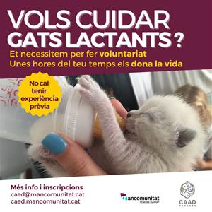 El CAAD Penedès busca voluntariat per cuidar gatets acabats de néixer. EIX