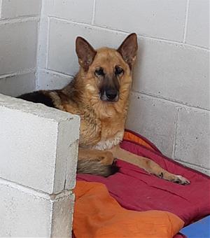 El Centre d’Acollida d’Animals del Penedès busca famílies per acollir gossos i gats durant l'onada de fred. CAAD Penedès