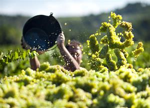 El Penedès brinda un estiu ple entre vinyes i copes