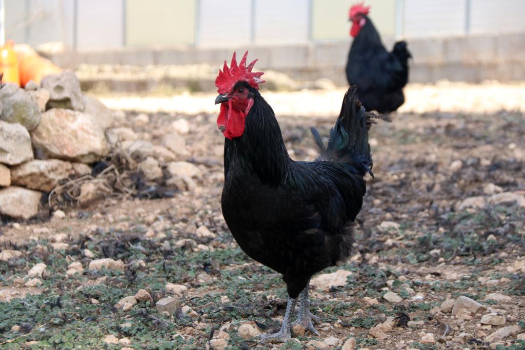 Els criadors de Gall del Penedès preveuen vendre 5.000 exemplars durant una campanya de Nadal sense increment de preus