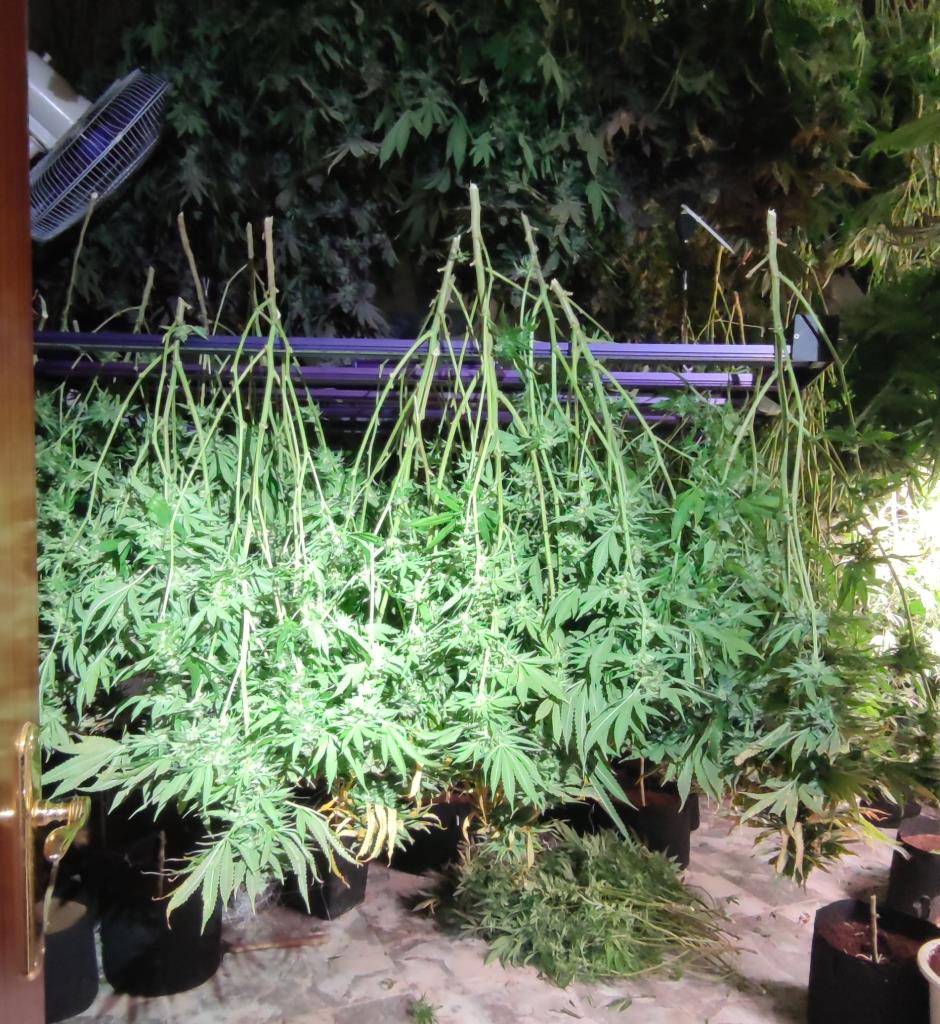 Els Mossos d’Esquadra desmantellen dues plantacions de marihuana a Canyelles en menys de 10 dies. Mossos d'Esquadra