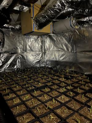Els Mossos d’Esquadra desmantellen dues plantacions de marihuana a Canyelles en menys de 10 dies