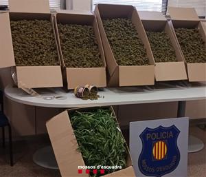 Els Mossos detenen tres homes i desmantellen una plantació de marihuana en una casa al Vendrell. ACN