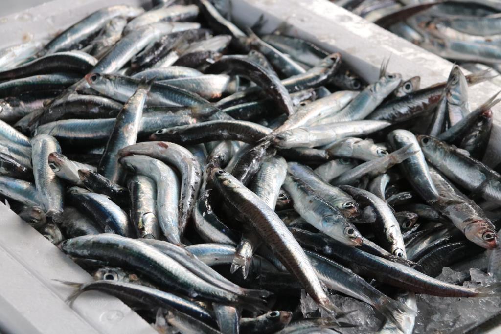 Els pescadors, obligats a fer la veda de sardina perquè l'Estat no ha publicat el canvi que l'ajornava al BOE. ACN