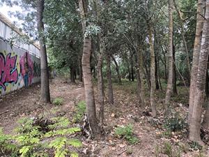 Es planten 60 arbres de ribera en una acció de reforestació a la riera de Llitrà