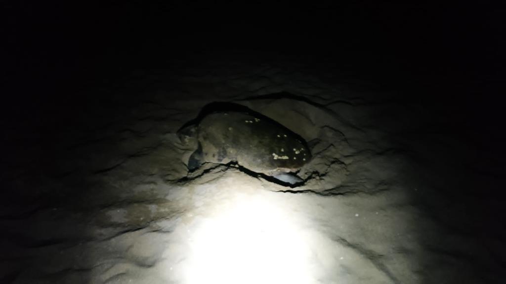 Es registra una posta d’ous de tortuga marina a les platges del Vendrell. Ajuntament del Vendrell