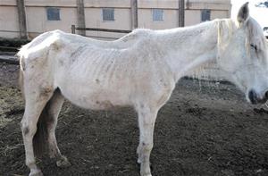 FAADA denuncia que una hípica del Bruc té cavalls i gossos en molt mal estat sense menjar ni aigua. FAADA