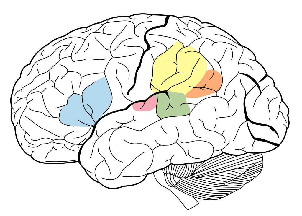 Imatge de l’àrea auditiva del cervell. James.mcd.nz, CC BY-SA 4.