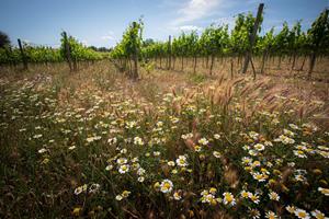 Imatge d'una vinya regenerativa al Penedès. Viticultura regenerativa 