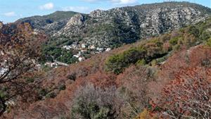 Importants masses forestals de la costa del Garraf moren per la sequera persistent 