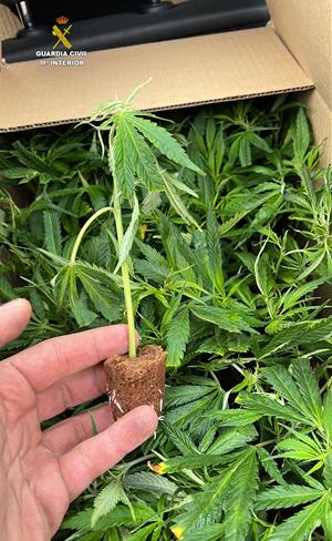 Intervenen més d'un miler de plantes de marihuana en un turisme que circulava a l'AP-2, a la Bisbal del Penedès