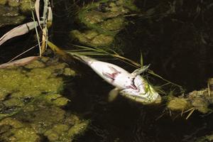 Investiguen la mort d’una quinzena de peixos a la desembocadura del Foix, a Cubelles. ACN