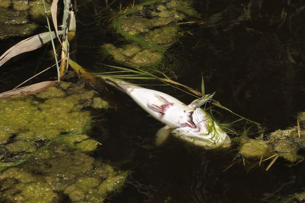 Investiguen la mort d’una quinzena de peixos a la desembocadura del Foix, a Cubelles. ACN