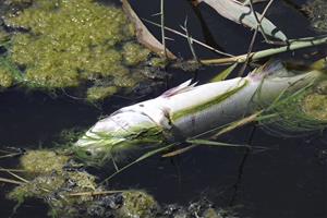 Investiguen la mort d’una quinzena de peixos a la desembocadura del Foix, a Cubelles