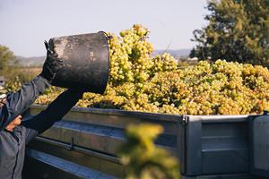 La DO Cava acaba la seva verema apostant per un augment en els caves de guarda superior. DO Cava